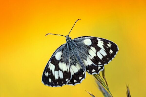 Schmetterling an der Spitze der Pflanze