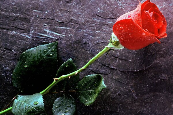 Sullo sfondo di una lastra di pietra, una rosa rossa è tutta in gocce d acqua