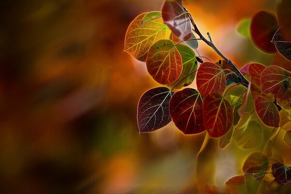 Red leaves of autumn poplar