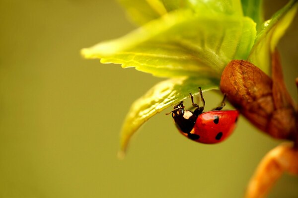 Ladybug eats a leaf