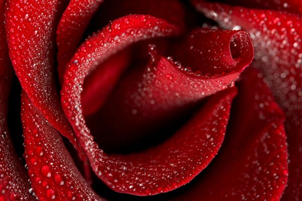 Water drops on rose petals