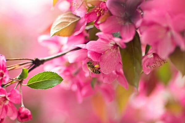 Gałąź różowa kwitnącej wiśni z pszczołą