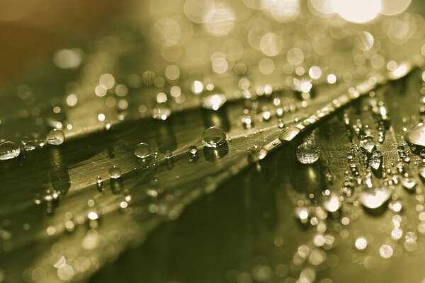 Macro shooting of a leaf with dew drops