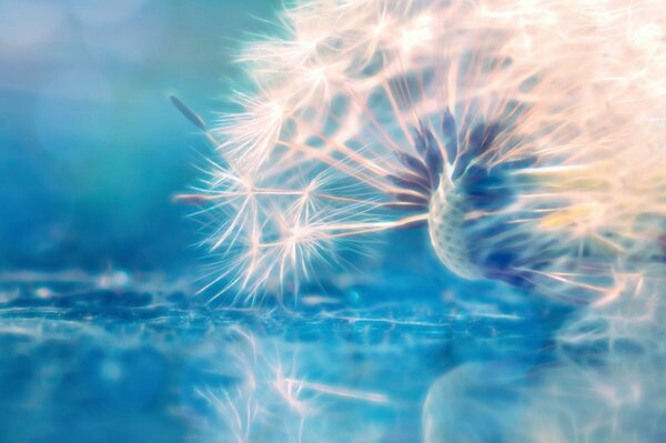 Art dandelion in macro shooting with bokeh effects