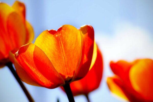 Red orange tulips and sky