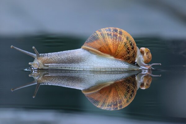 Imagen macro del Caracol en reflexión