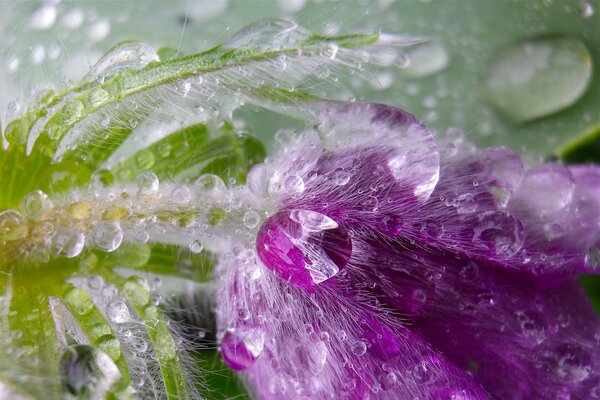 Morning dew drops on a flower