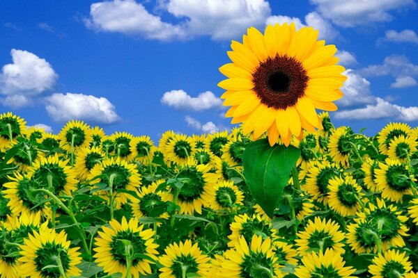 Sunflower in a field under a blue sky