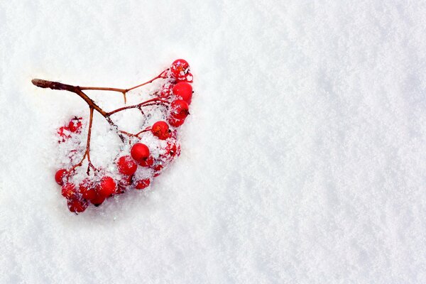 A branch of mountain ash in the snow