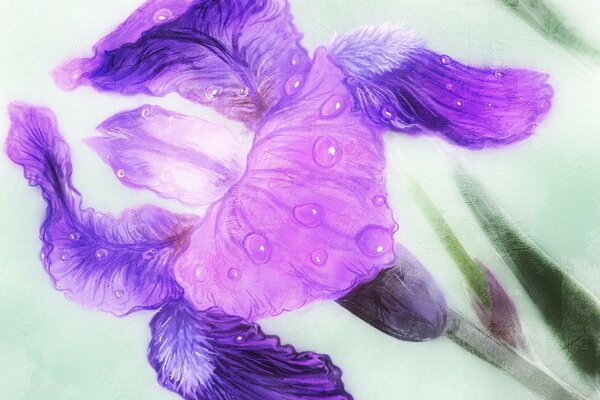 Drawing of an iris with water droplets on the petals