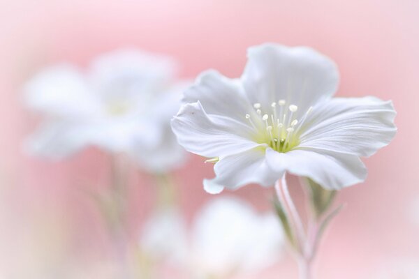 Pétales délicats d une fleur blanche