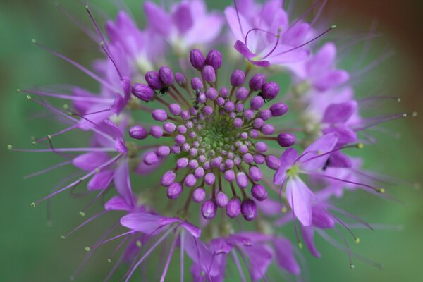 Niezwykły fioletowy kwiat w naturze
