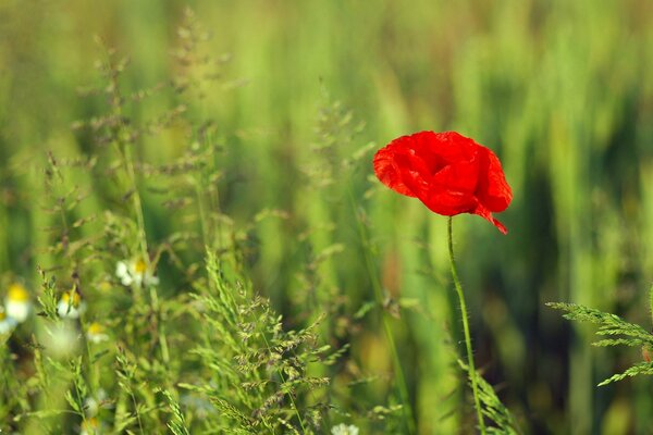 Un fiore rosso brillante da solo in un prato verde