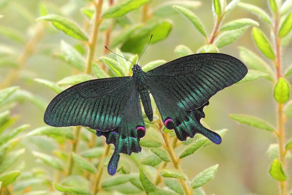 A beautiful green butterfly sits on a flower