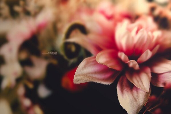 Un fiore rosa nella fotografia macro