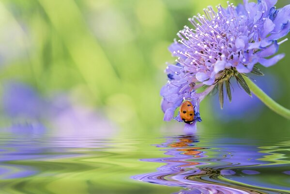 Flor y mariquita