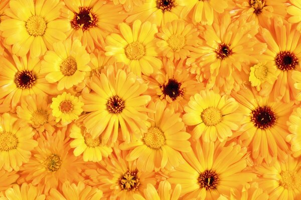 Fleurs très jaunes, beaucoup