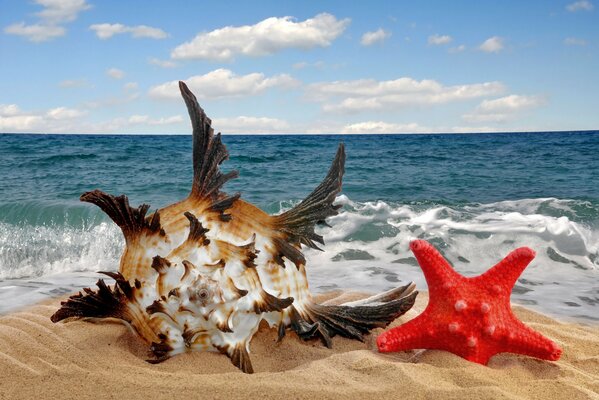 Die erstaunliche Schönheit der Muschel und der helle rote Stern im Sand vor dem Hintergrund des Meeres der Wellen und des blauen Himmels mit weißen Wolken