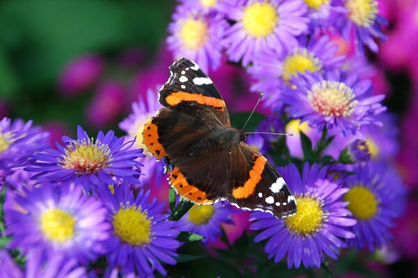 A butterfly surrounded by purple flowers