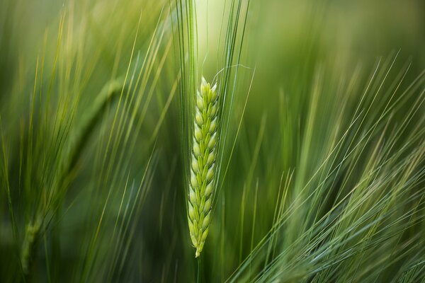 A green ear of wheat in macro photography