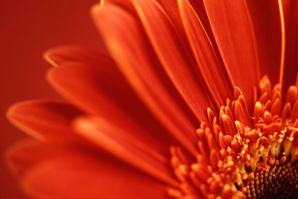 Fleur orange-rouge. Macrophotographie