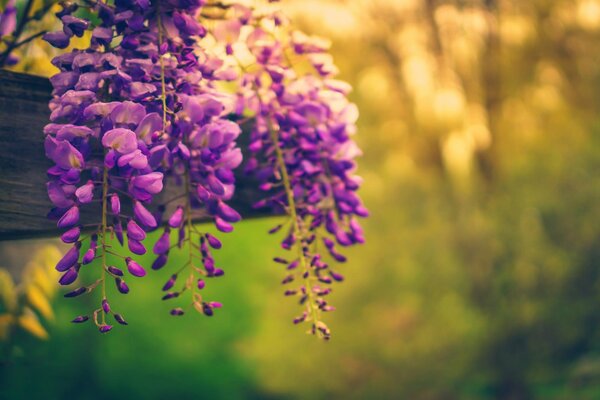 Lila Blüten hängen in der Natur