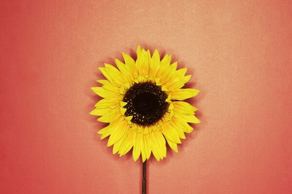 Yellow sunflower on a red background