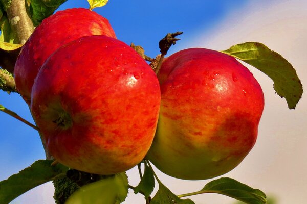 A branch with ripe apples against the sky