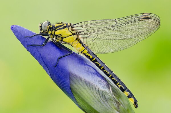 Eine Libelle sitzt auf einer schönen Blume