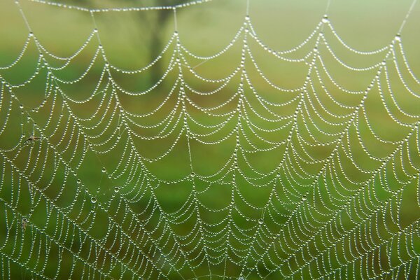 Spinnennetz in Tautropfen