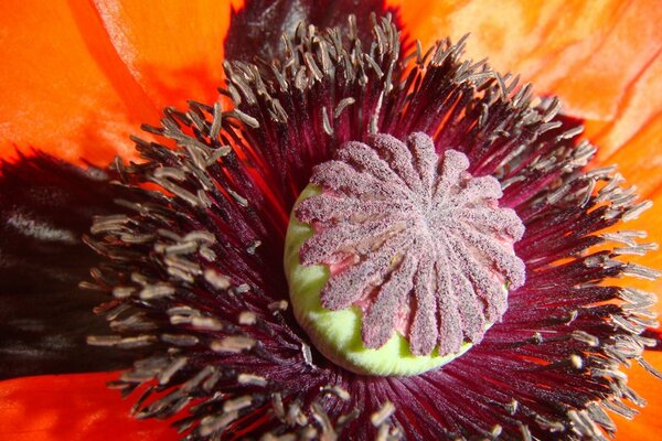 Noyau de fleur de pavot rouge