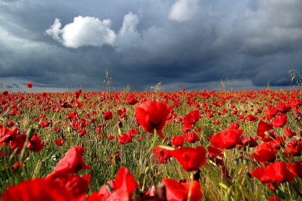 Field of red poppies before the rain