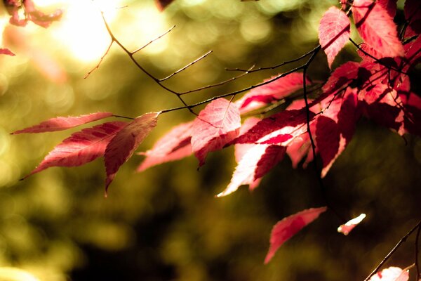 Primo piano di foglie d autunno su sfondo sfocato