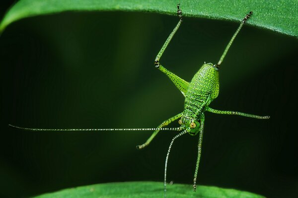 An unusual green insect
