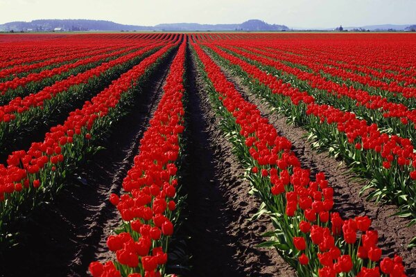 A bright panorama of a field with tulips