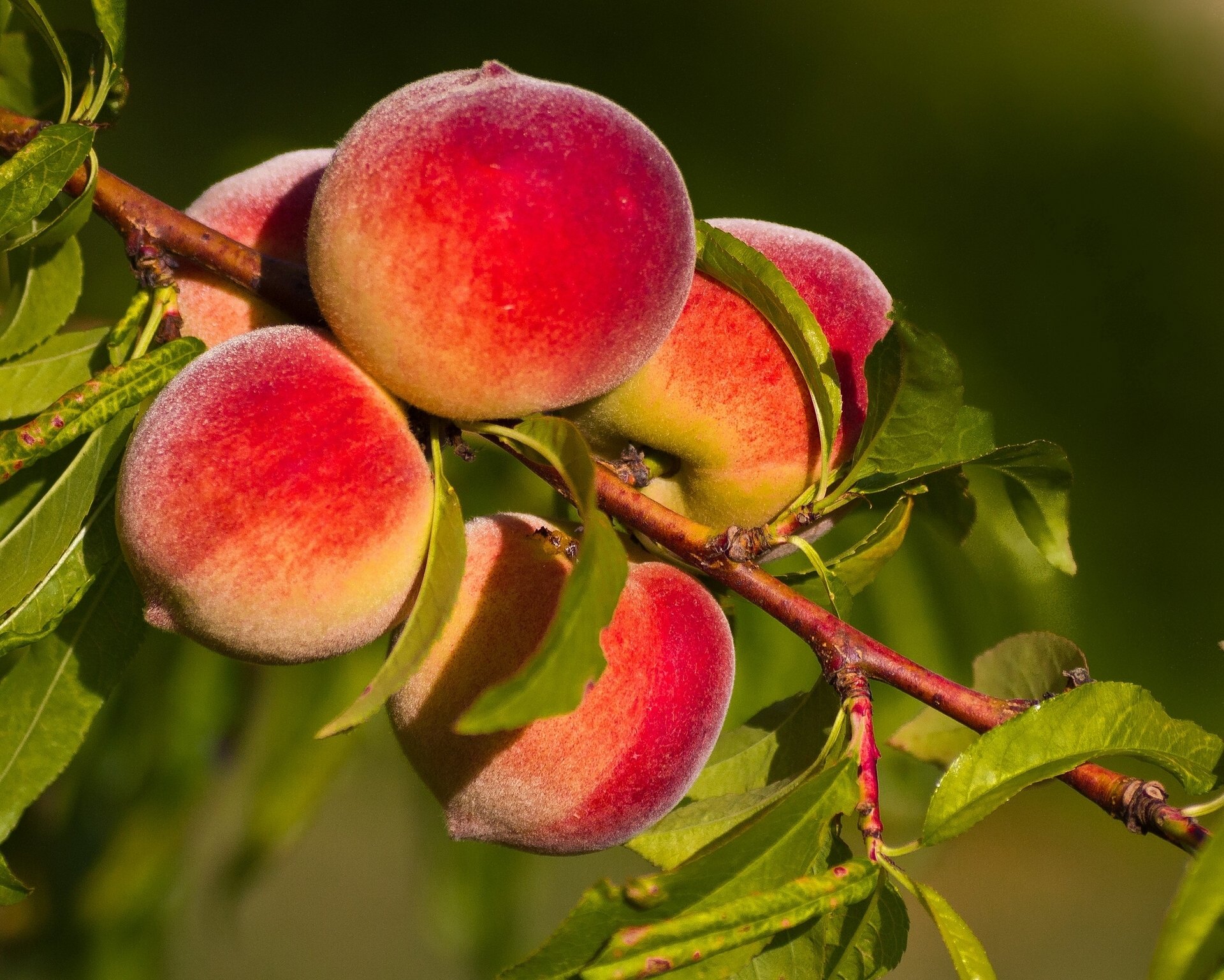 peaches fruit close up branch