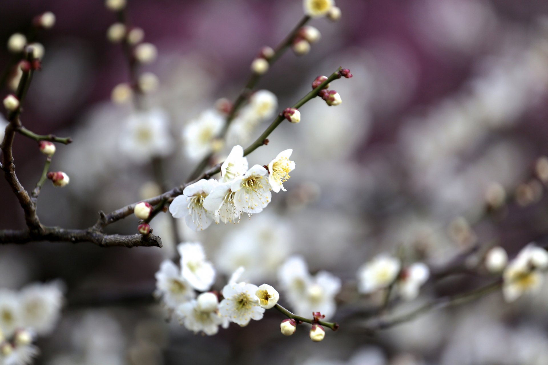 primavera fioritura albero rami fiori fruttato