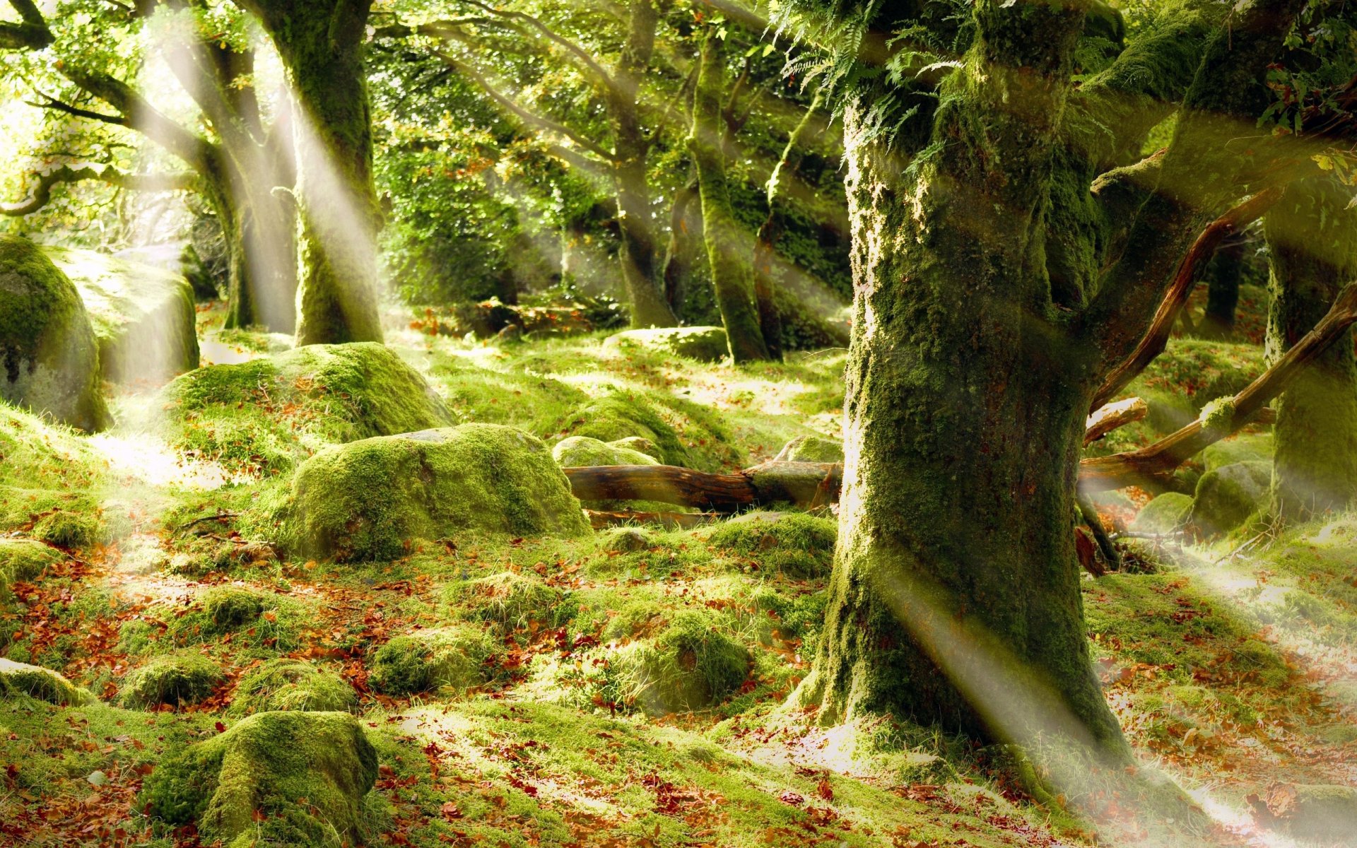 bosque árboles troncos hojas musgo vegetación piedras rayos luz