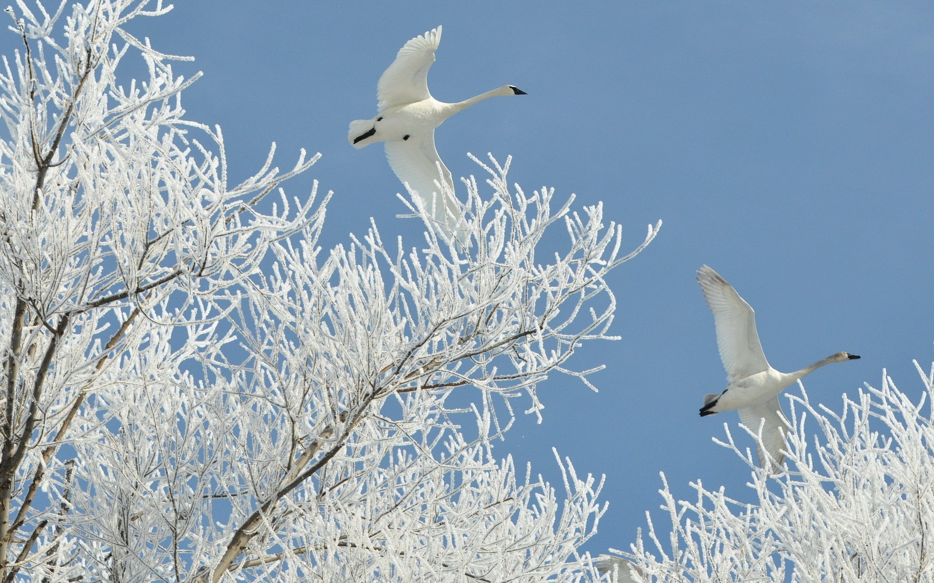 inverno cigni natura