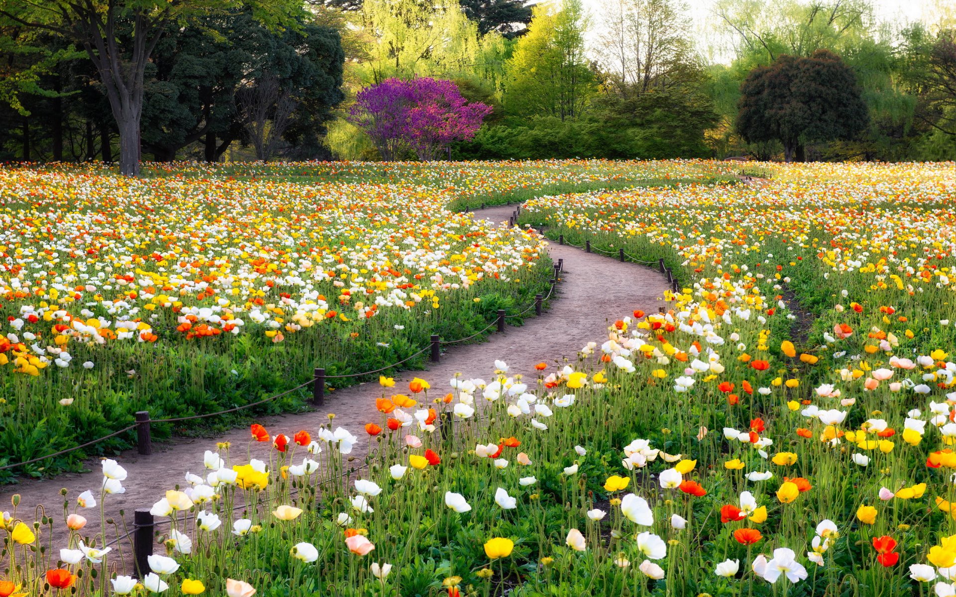 blumen park natur sommer