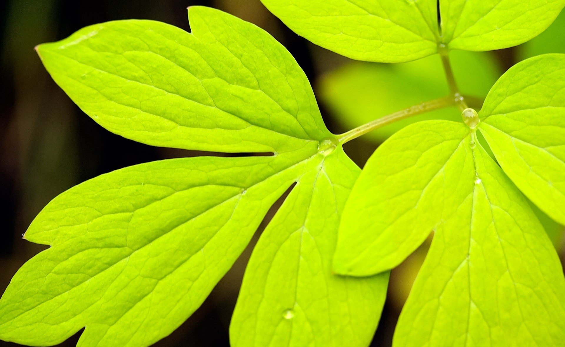 nature feuille gouttes rosée vert couleur