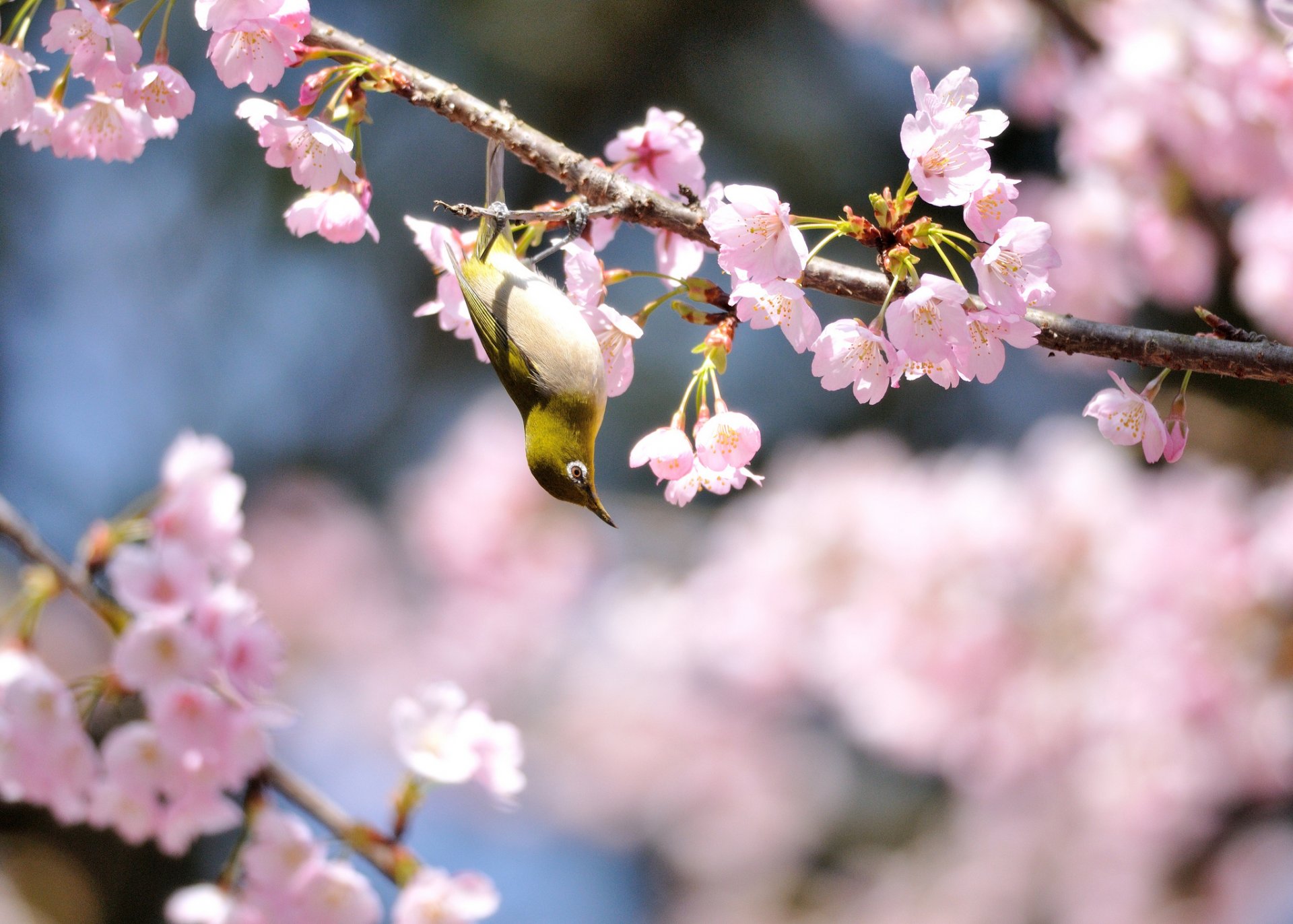 oiseau jaune printemps arbre floraison fleurs ensoleillé