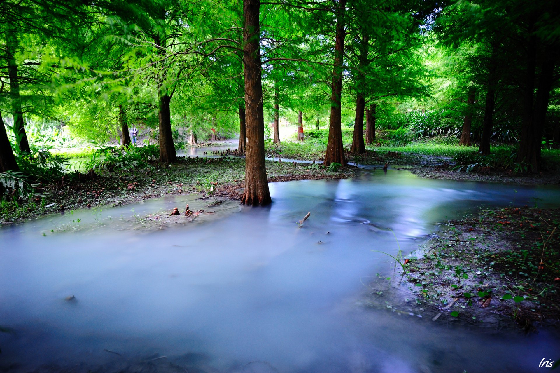 nature tree forest fog haze water