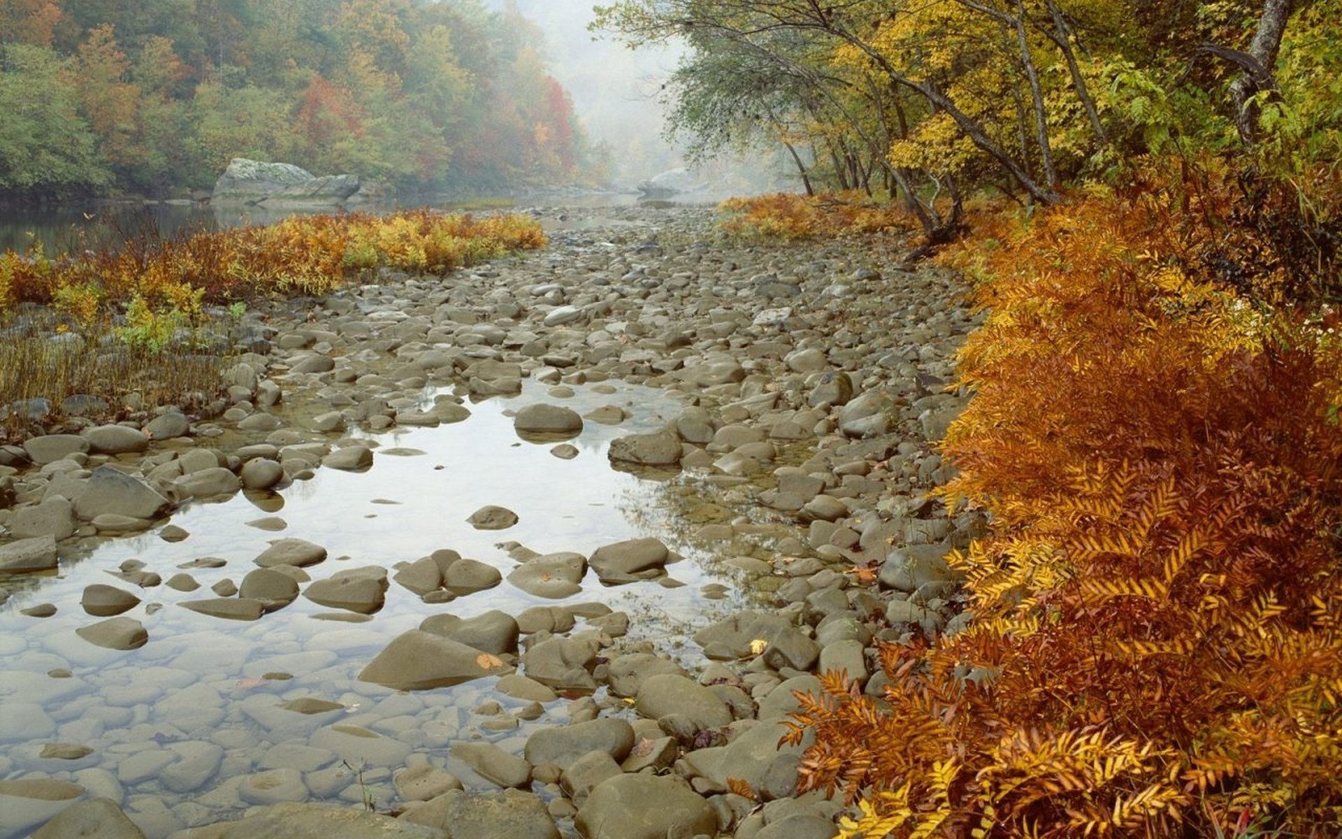 rivière pierres forêt arbres automne