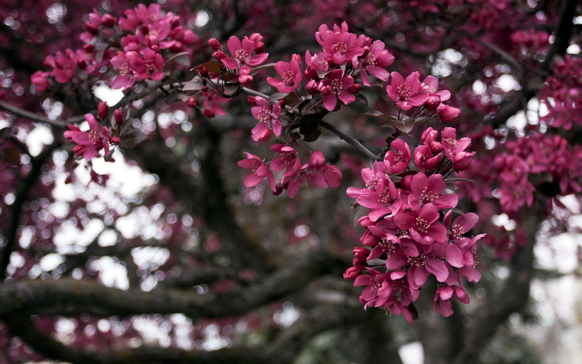 albero rami primavera natura