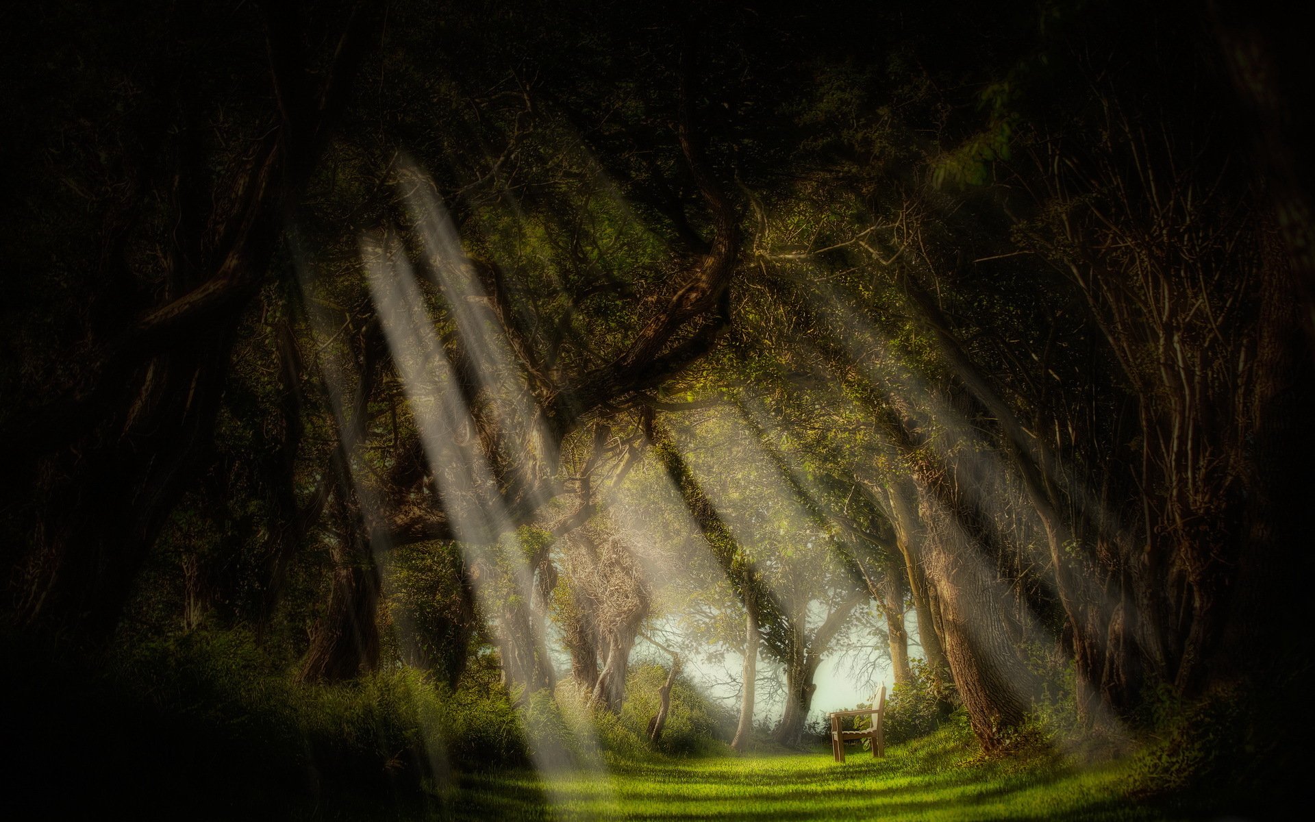 wald bank bäume licht strahlen