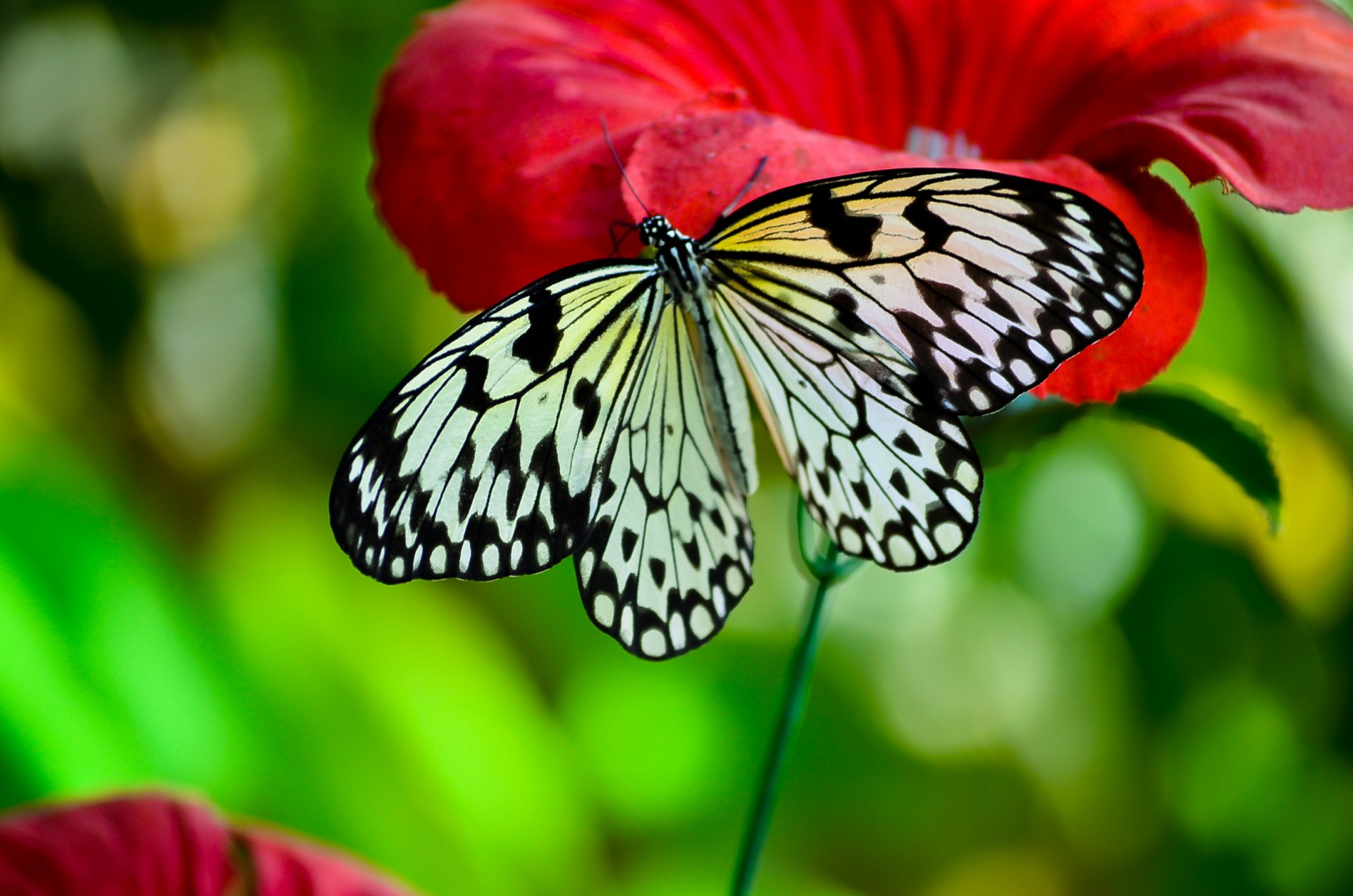 mariposa flores macro insectos