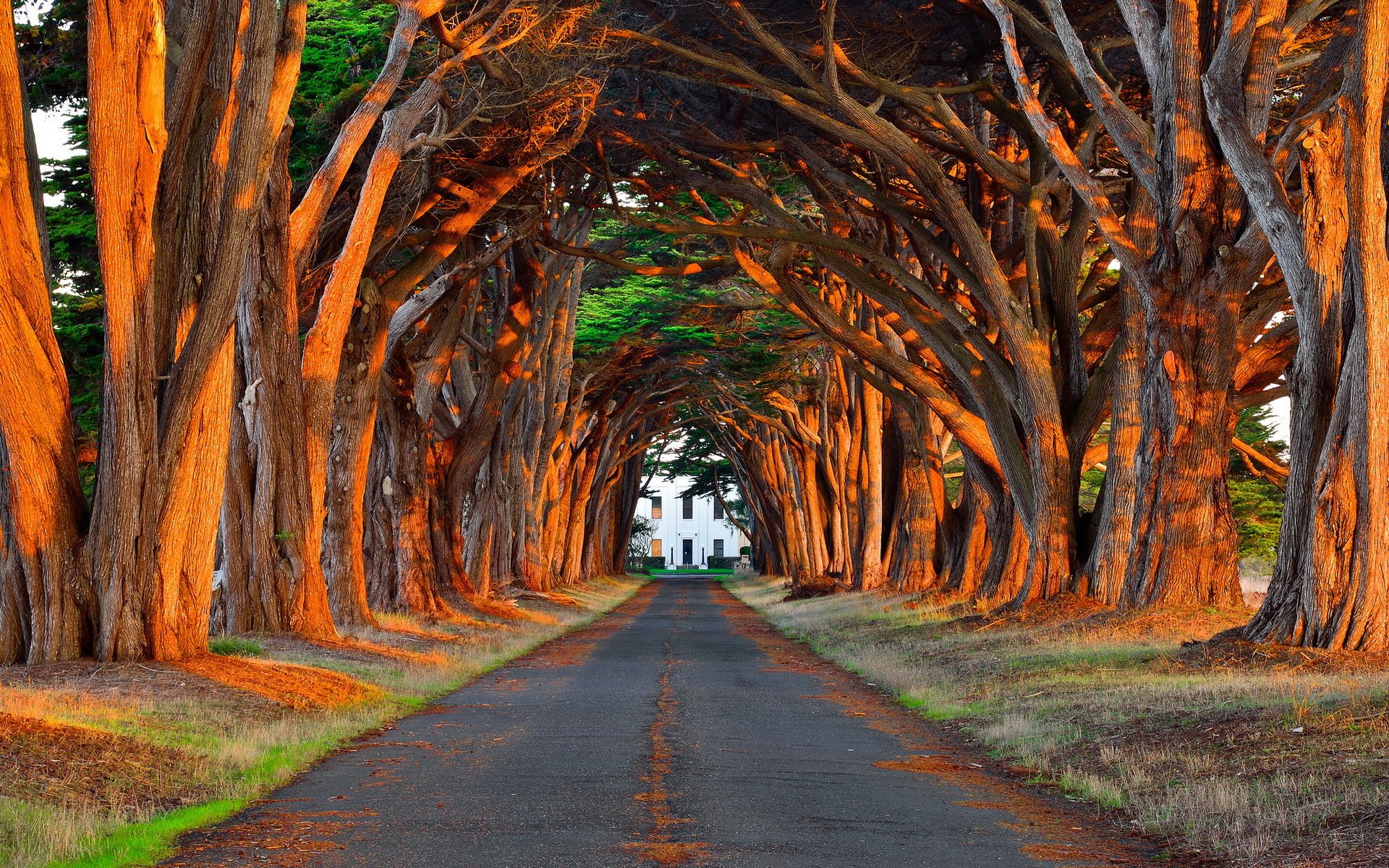 road park tree light