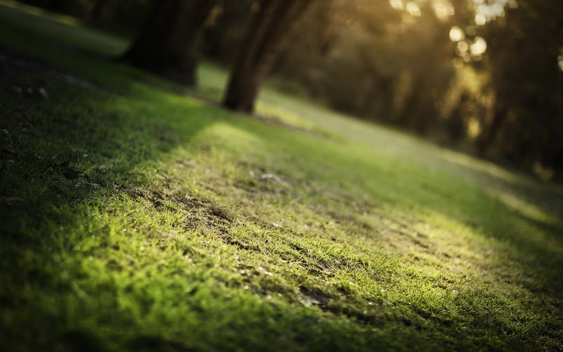 herbe été nature gros plan