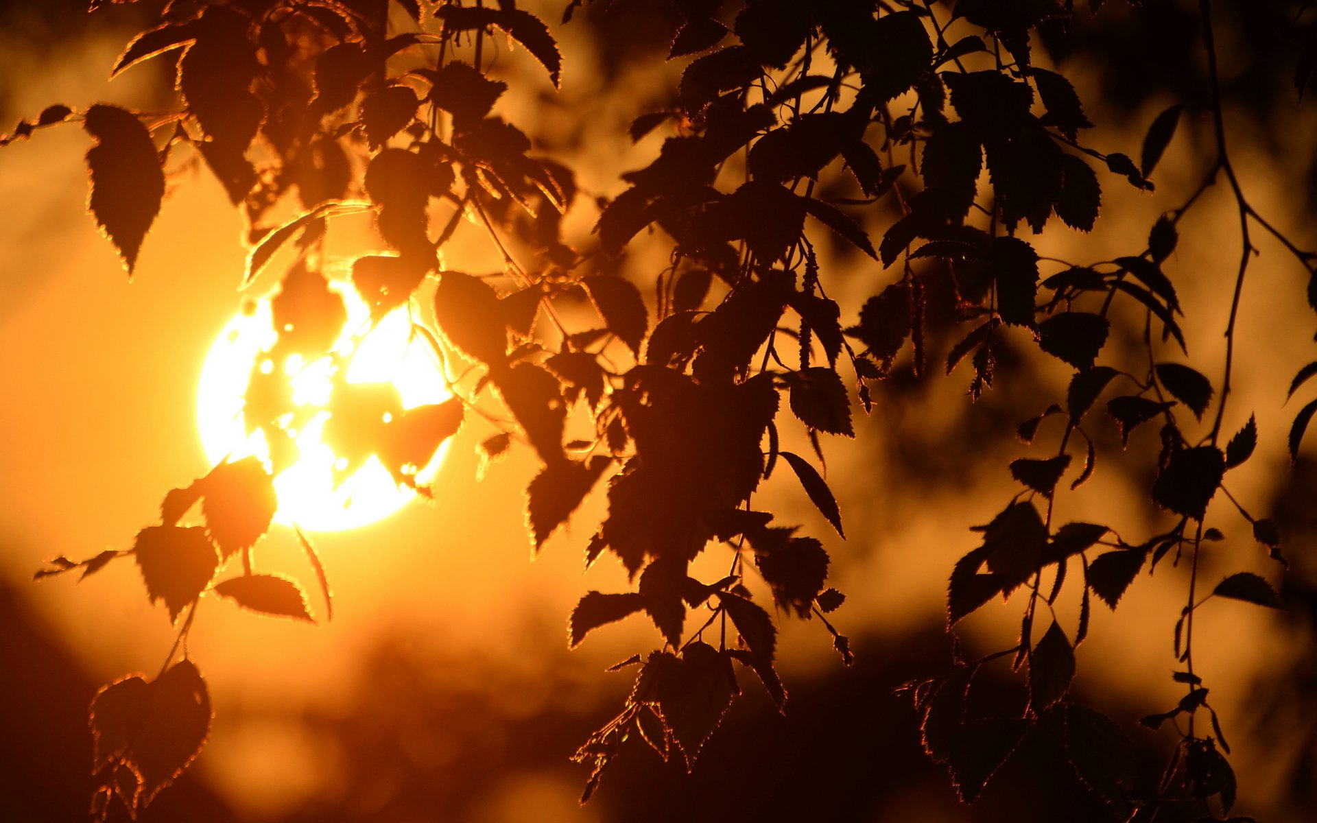 puesta de sol ramas luz macro